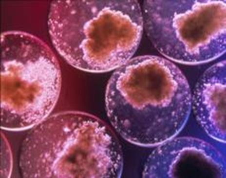LA CELLULA EUCARIOTE - Origine della vita, Le prime cellule, Virus, cellule procariote e caratteristiche, Evoluzione delle cellule eucariotiche